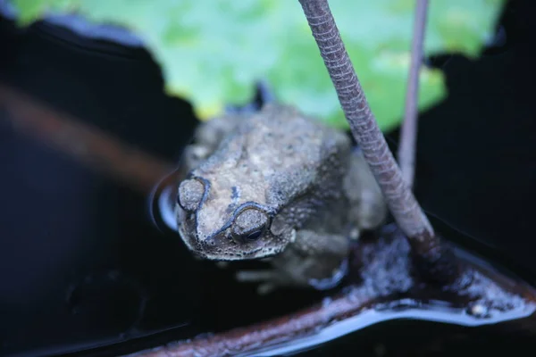 水の中のカエル — ストック写真