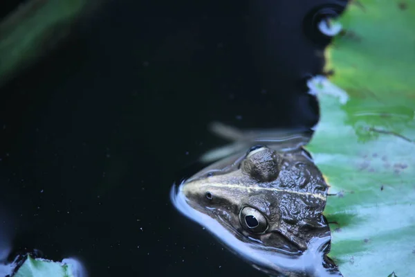 Água — Fotografia de Stock