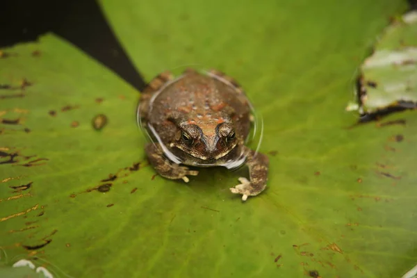 Kikker Het Water — Stockfoto