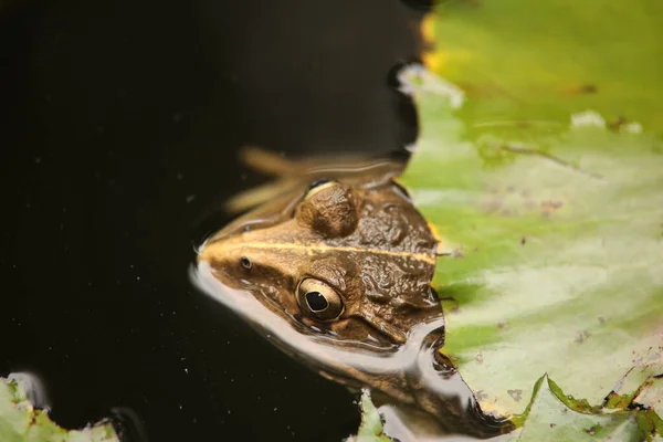 Kikker Het Water — Stockfoto