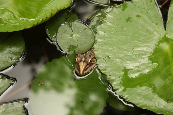 Grenouille Dans Eau — Photo