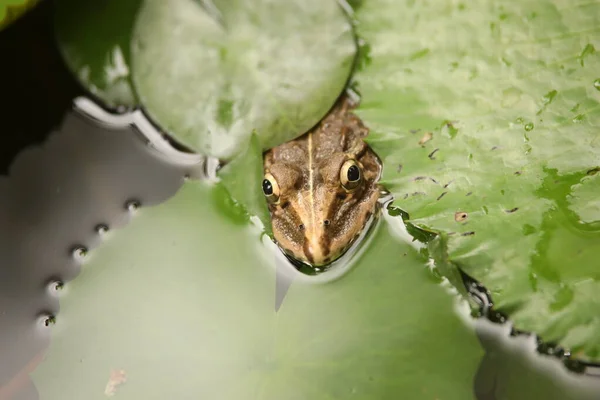 Лягушка Воде — стоковое фото