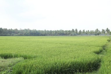 Kırsal Köy Bölgesi Hindistan