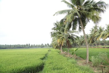 Kırsal Köy Bölgesi Hindistan