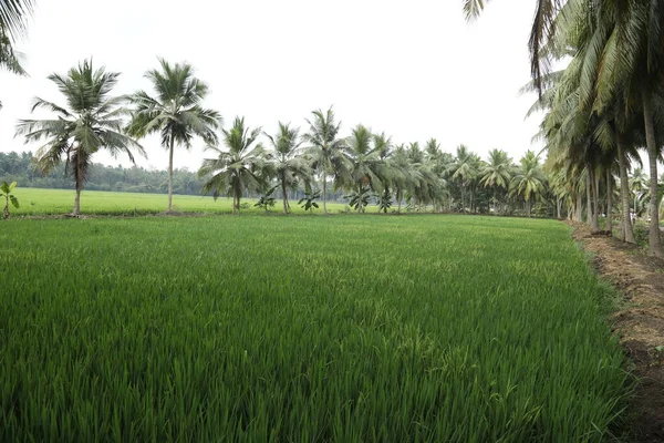 Rural Village Area India — Stock Photo, Image