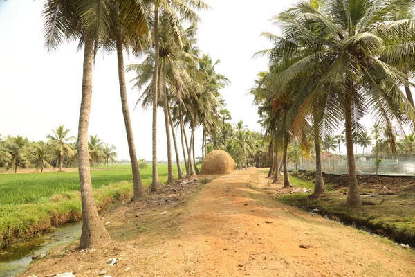 Zona Rural India —  Fotos de Stock