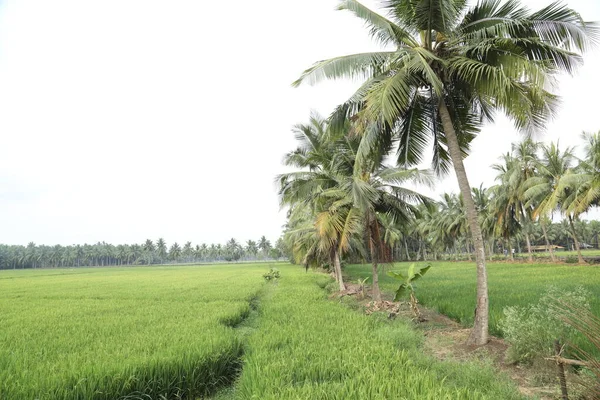 Kırsal Köy Bölgesi Hindistan