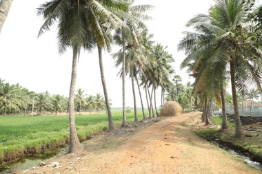 Yeşil alanlar Kerala Hindistan