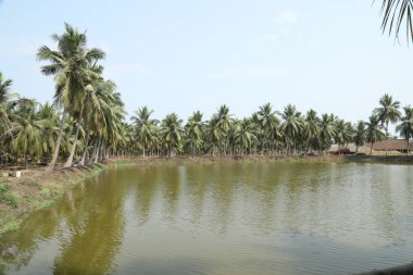 Yeşil alanlar Kerala Hindistan