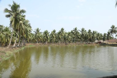 Yeşil alanlar Kerala Hindistan