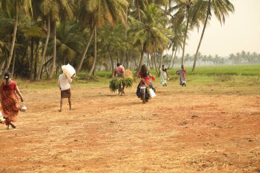 Hyderabad Tarlaları 'nda çalışan insanlar 25 Mart 2021