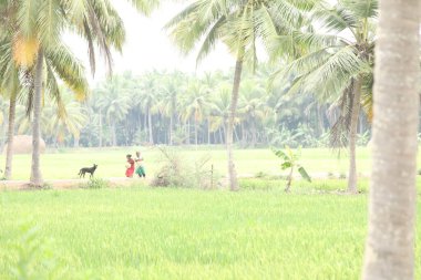 Yeşil alanlar Kerala Hindistan