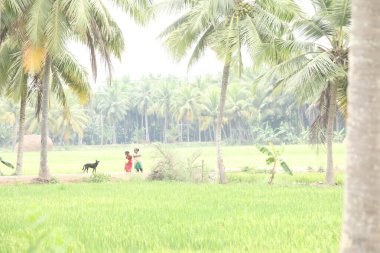 Yeşil alanlar Kerala Hindistan