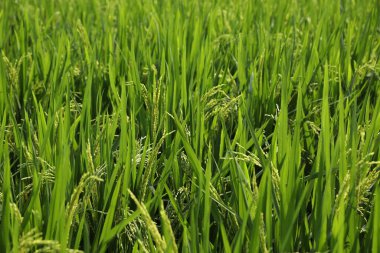 Yeşil alanlar Kerala Hindistan