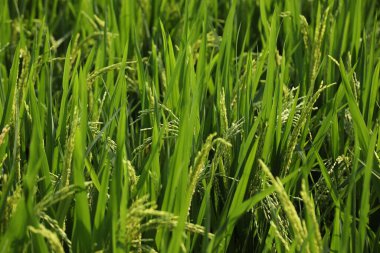 Yeşil alanlar Kerala Hindistan