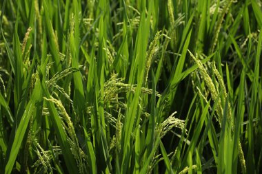 Yeşil alanlar Kerala Hindistan