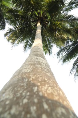 Kerala Hindistan 'da hindistan cevizi ağacı