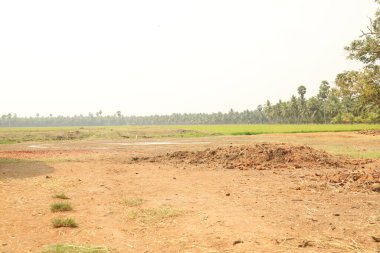 Yeşil alanlar Kerala Hindistan