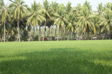 Yeşil alanlar Kerala Hindistan