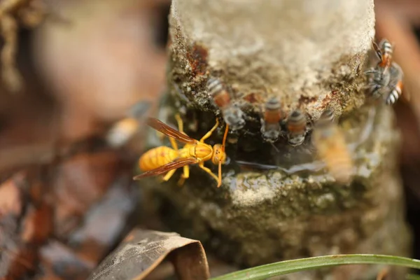 Honey Bees Macro Shot — Stok Foto