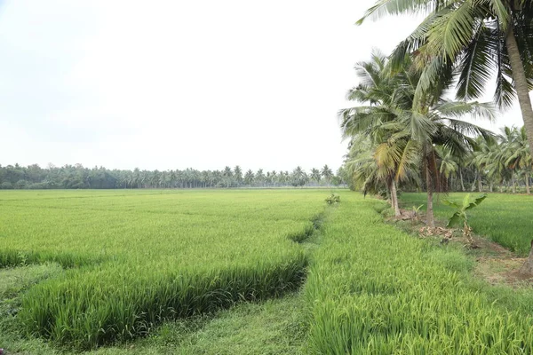 Yeşil Alanlar Kerala Hindistan — Stok fotoğraf