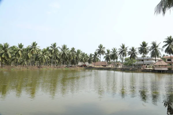 Campos Verdes Kerala India —  Fotos de Stock