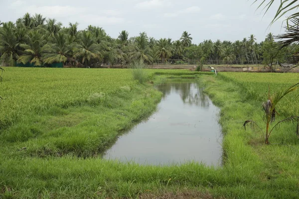 Zelená Pole Kerala Indie — Stock fotografie