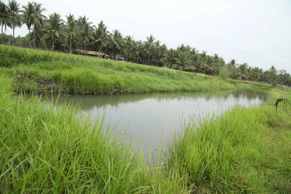 グリーンフィールド Kerala India — ストック写真