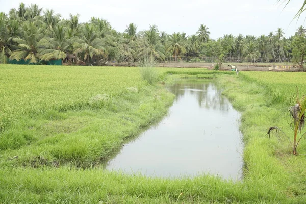 Zielone Pola Kerala Indie — Zdjęcie stockowe