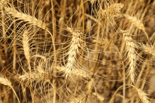 Пшеничные поля Индии