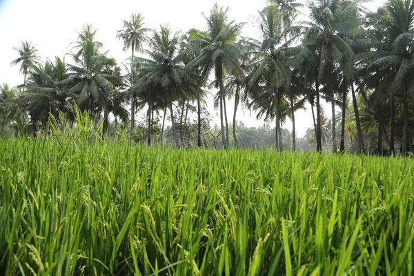 Zelená Pole Kerala Indie — Stock fotografie