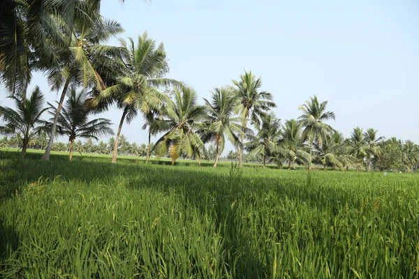 Gröna Fält Kerala Indien — Stockfoto