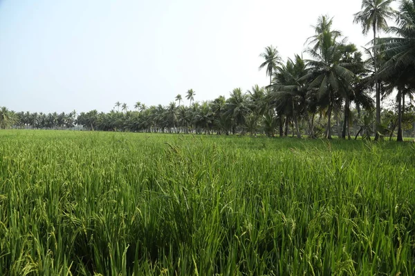 Campos Verdes Kerala India —  Fotos de Stock