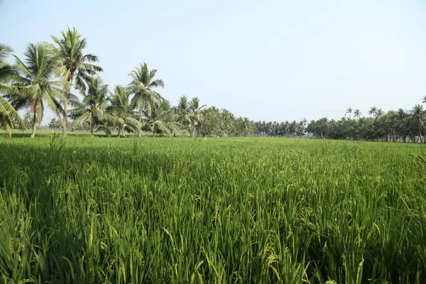 Campos Verdes Kerala India —  Fotos de Stock