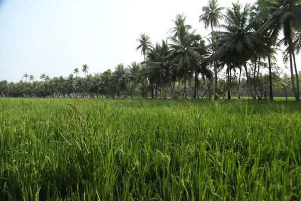 Zelená Pole Kerala Indie — Stock fotografie