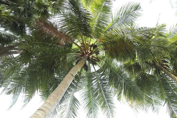 Coco Campos Kerala Índia — Fotografia de Stock