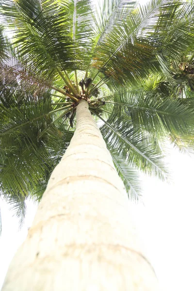 Кокосовое Дерево Полях Керала Индия — стоковое фото