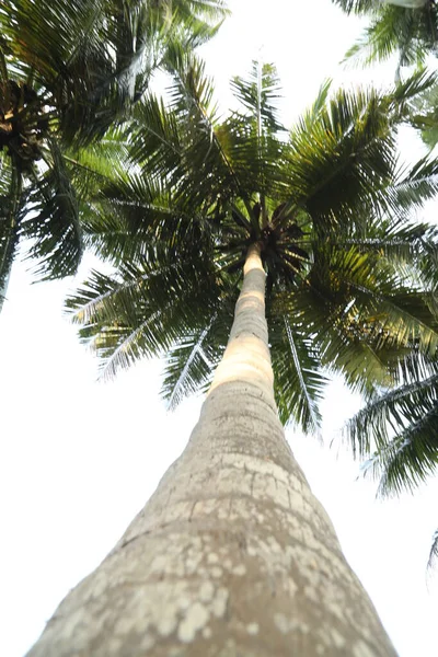 Кокосове Дерево Полях Керала Індія — стокове фото