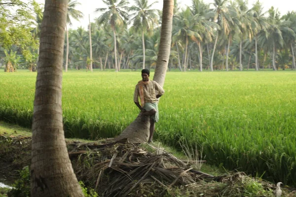 Zielone Pola Kerala Indie — Zdjęcie stockowe