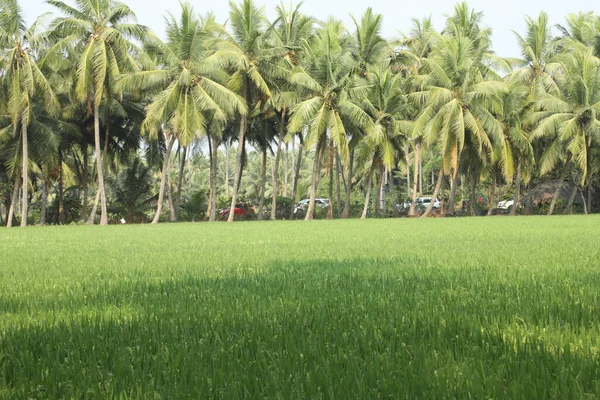 Grüne Felder Kerala Indien — Stockfoto