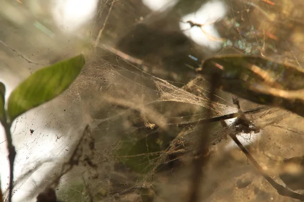Scary Spider Web Macro Shot — Fotografie, imagine de stoc