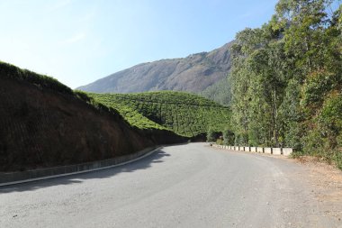 Çay Çiftliği Foarm Manzarası Munnar Kerala Hindistan