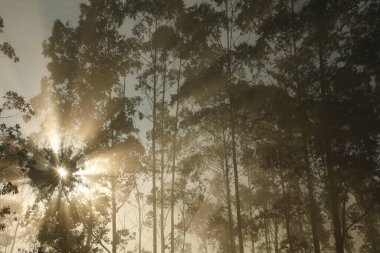Güneş Ağaçların Arasında Işınlar