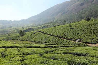 Çay Çiftliği Foarm Manzarası Munnar Kerala Hindistan