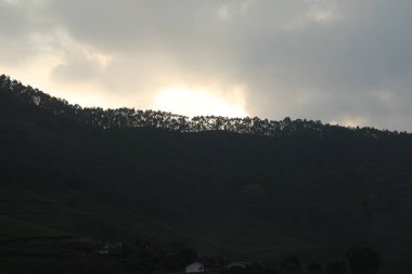 Turist Konumu Munnar Kerala Hindistan