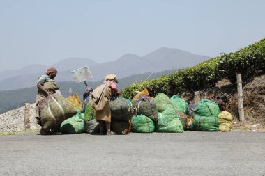 Çay Çiftliği İşçileri Foarm Munnar Kerala Hindistan