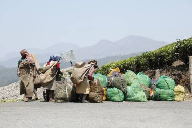 Çay Çiftliği İşçileri Foarm Munnar Kerala Hindistan
