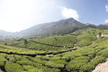 Çay Çiftliği Foarm Manzarası Munnar Kerala Hindistan