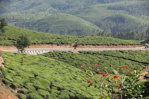 Plantacja Herbaty Foarm Krajobraz Munnar Kerala Indie — Zdjęcie stockowe