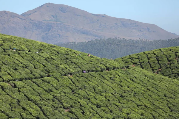 Thé Plantation Foarm Paysage Munnar Kerala Inde — Photo